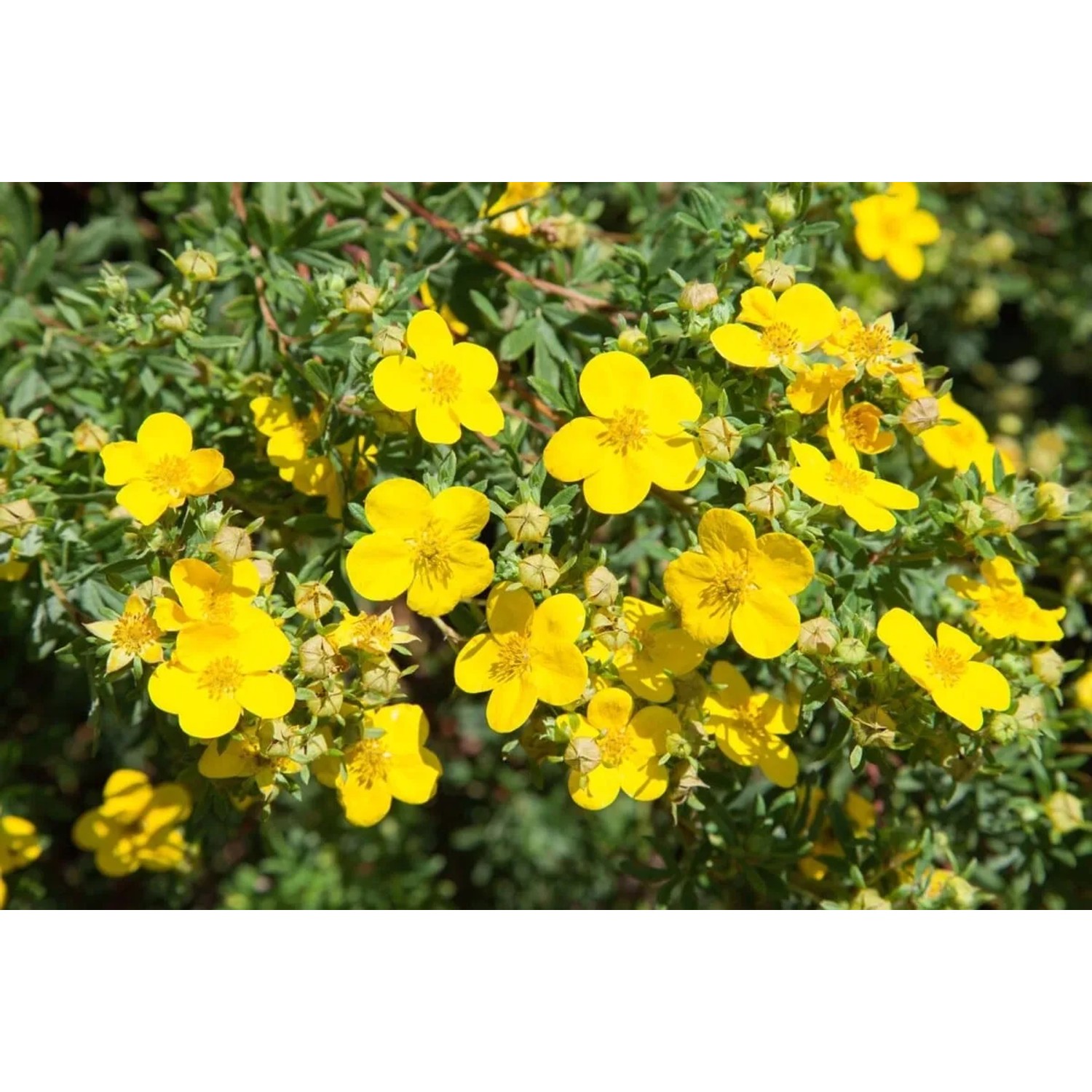Gelber Fingerstrauch Potentilla Goldfinger, 30–40 cm hoch, blühend im Garten.