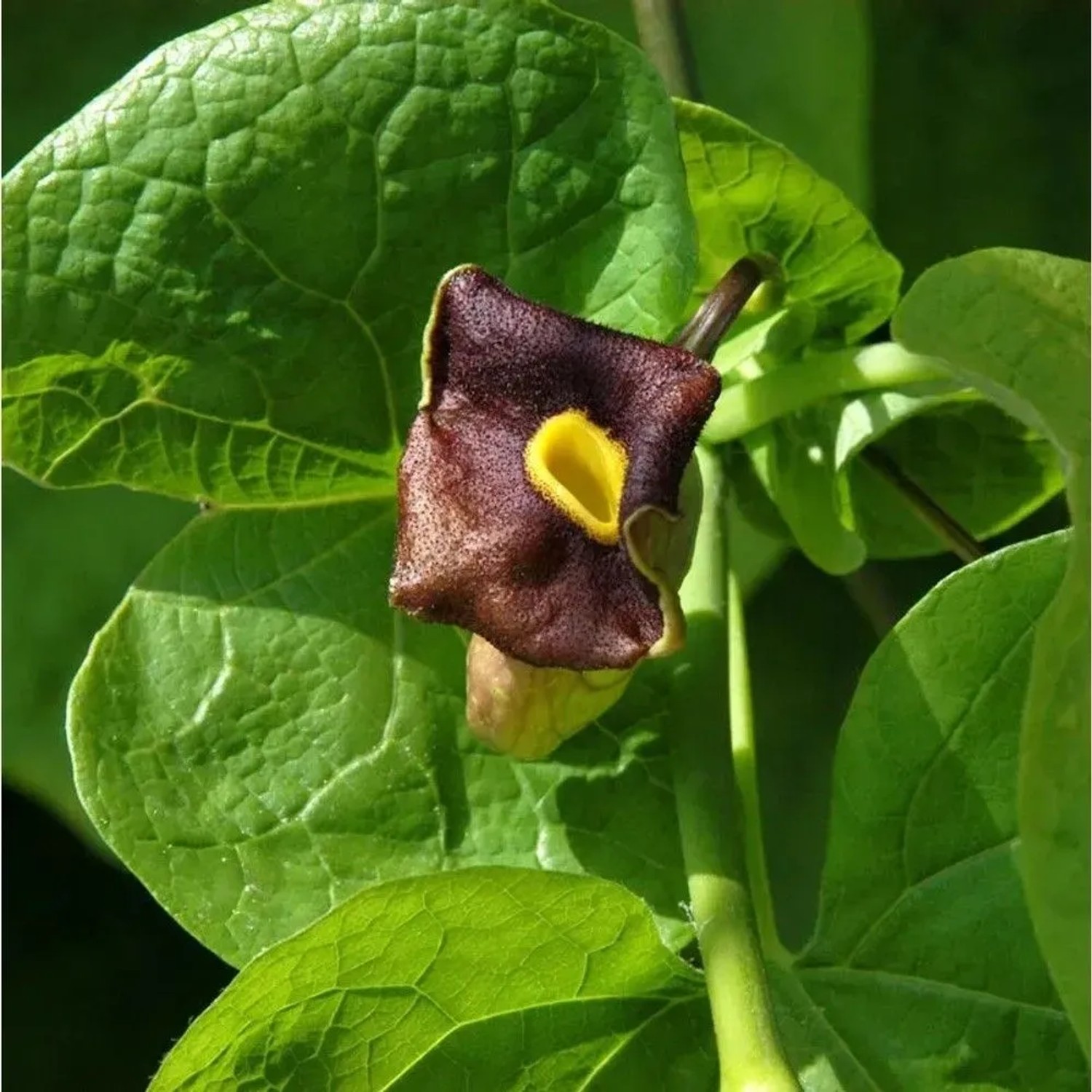 Pfeifenblume 40-60cm - Aristolochia durior