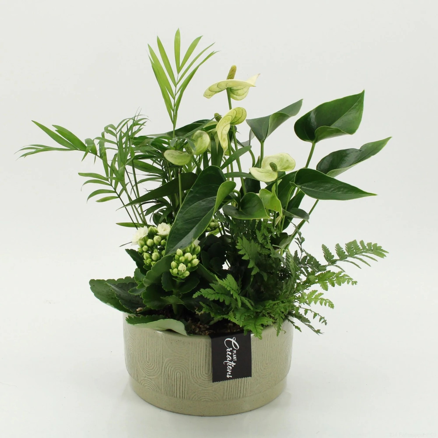 Pflanzen-Arrangement in grüner Keramik Topf-Ø ca. 19 cm