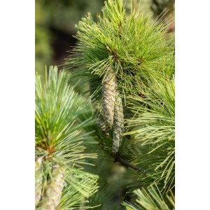 Detailaufnahme der Mazedonischen Kiefer (Pinus Peuce) mit grünen Nadeln und Zapfen.