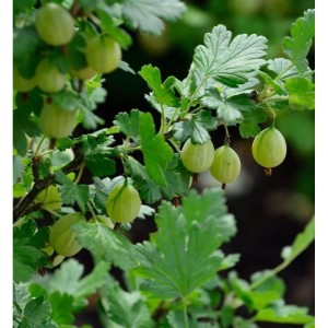 Grüne Stachelbeere (Ribes uva-crispa) am Strauch mit Blättern.