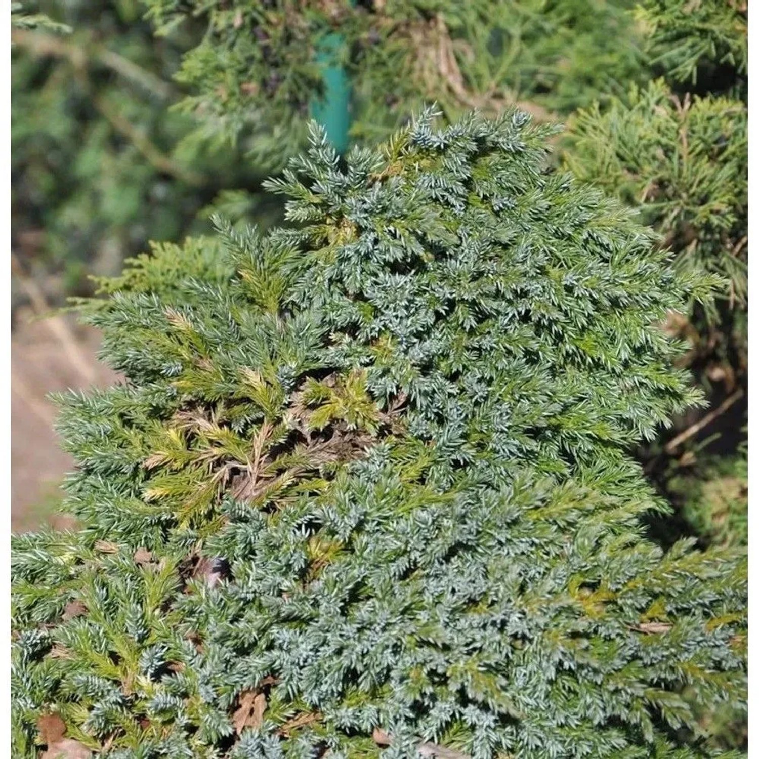 Teppichwacholder Holger 20-30cm - Juniperus squamata
