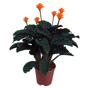 Korbmarante Calathea Crocata im Topf, dunkelgrüne Blätter und orange Blüten.