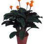 Korbmarante Calathea Crocata im Topf, dunkelgrüne Blätter und orange Blüten.