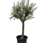 Verzweigter Olivenbaum Olea Europaea, 190 cm hoch, in schwarzem Topf. Winterharte Pflanze für Garten & Terrasse.