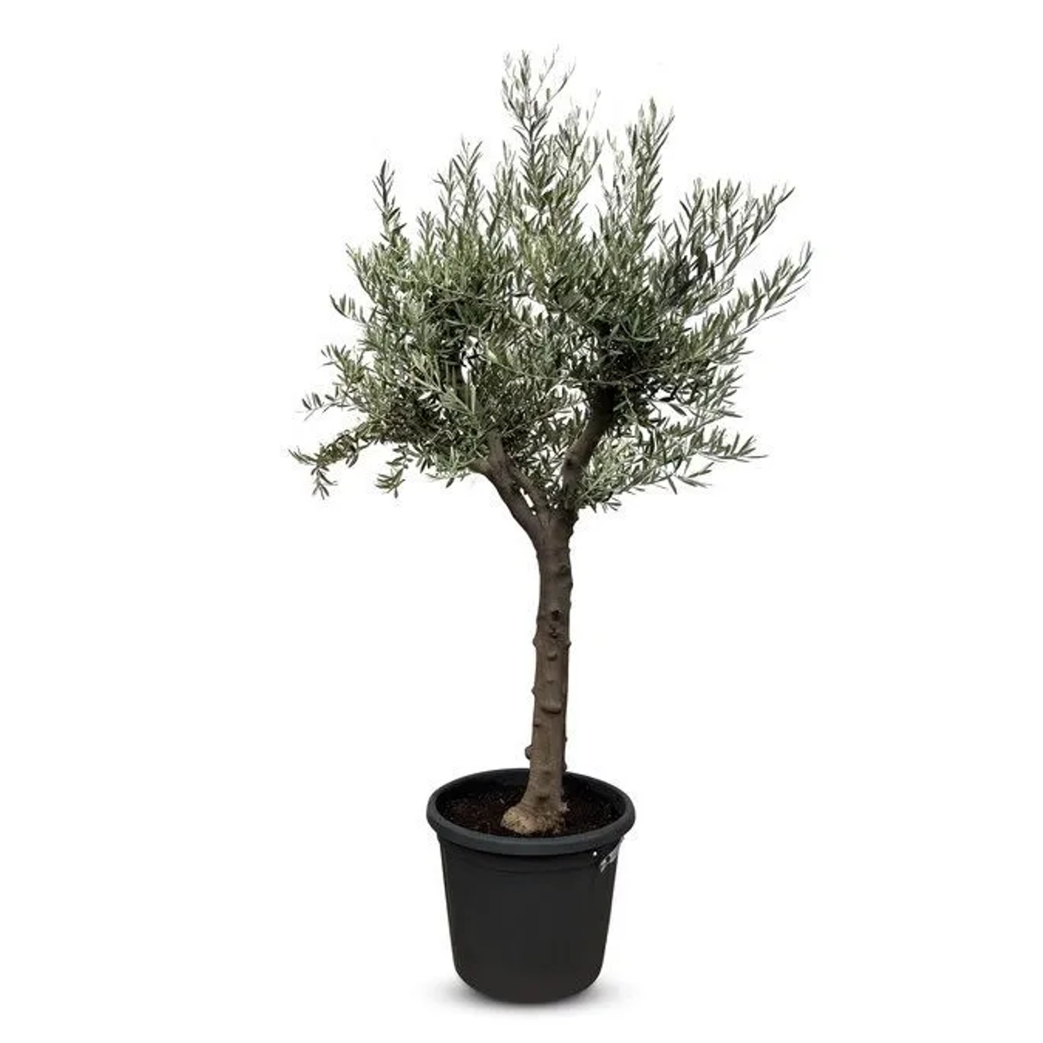 Sunny-Tree Verzweigter Olivenbaum Olive 30 Jahre  190 cm  A+ Qualität  Winterhart Olea Lechin Winterhart -18