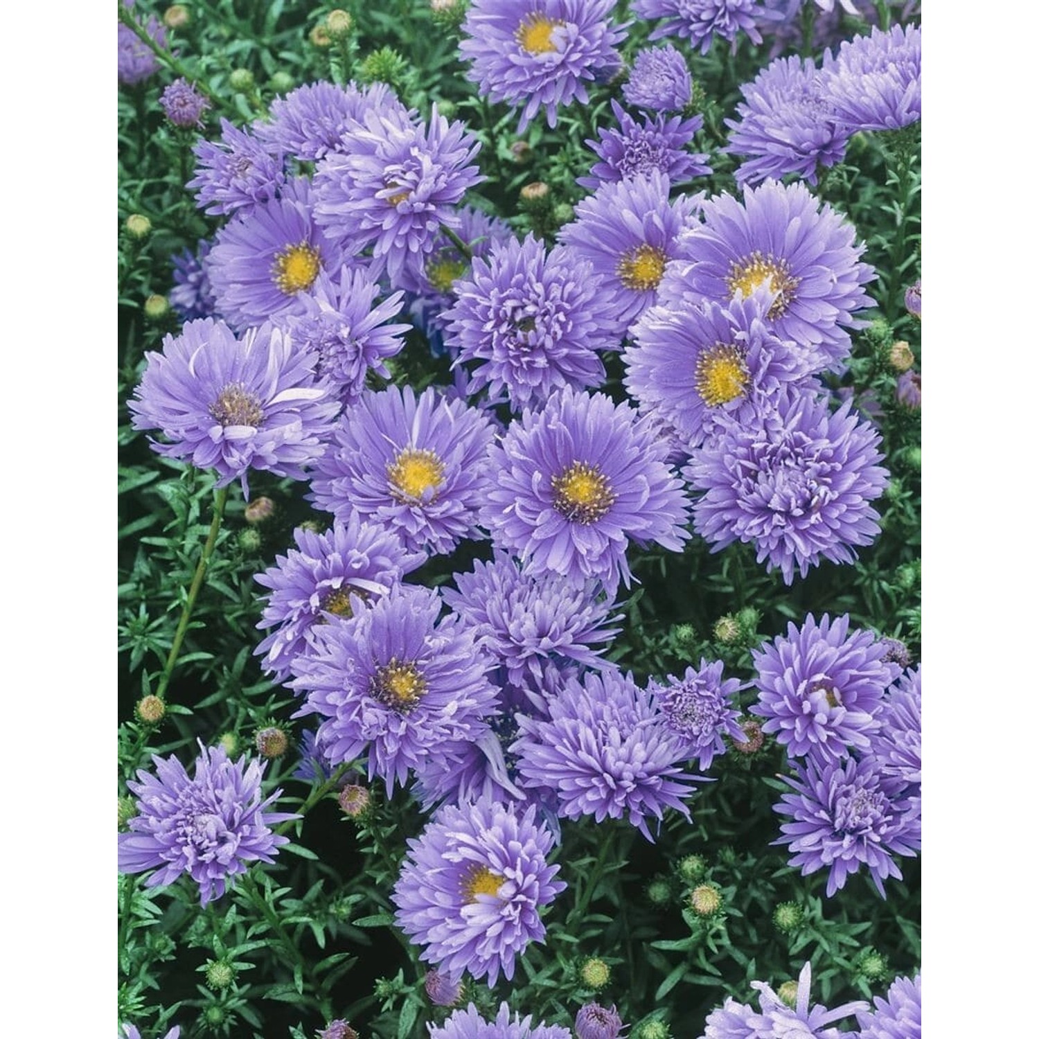Aster Novi-belgii Glattblattaster Schöne Von Dietlikon Ca 9x9 cm Topf günstig online kaufen