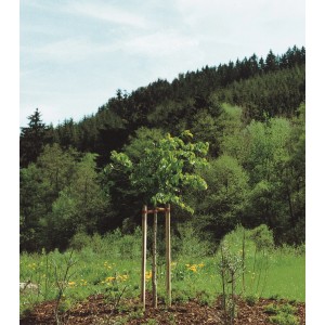 Baumpfahl, 4x4x150 cm, gespitzt und druckimprägniert, stützt jungen Baum im Garten.