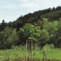 Baumpfahl, 4x4x150 cm, gespitzt und druckimprägniert, stützt jungen Baum im Garten.