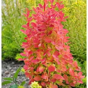 Beberitze Orange Tower 30-40cm - Berberis thunbergii