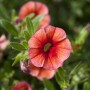 Nahaufnahme einer orangefarbenen Zauberglöckchen (Calibrachoa) Blüte im Topf.