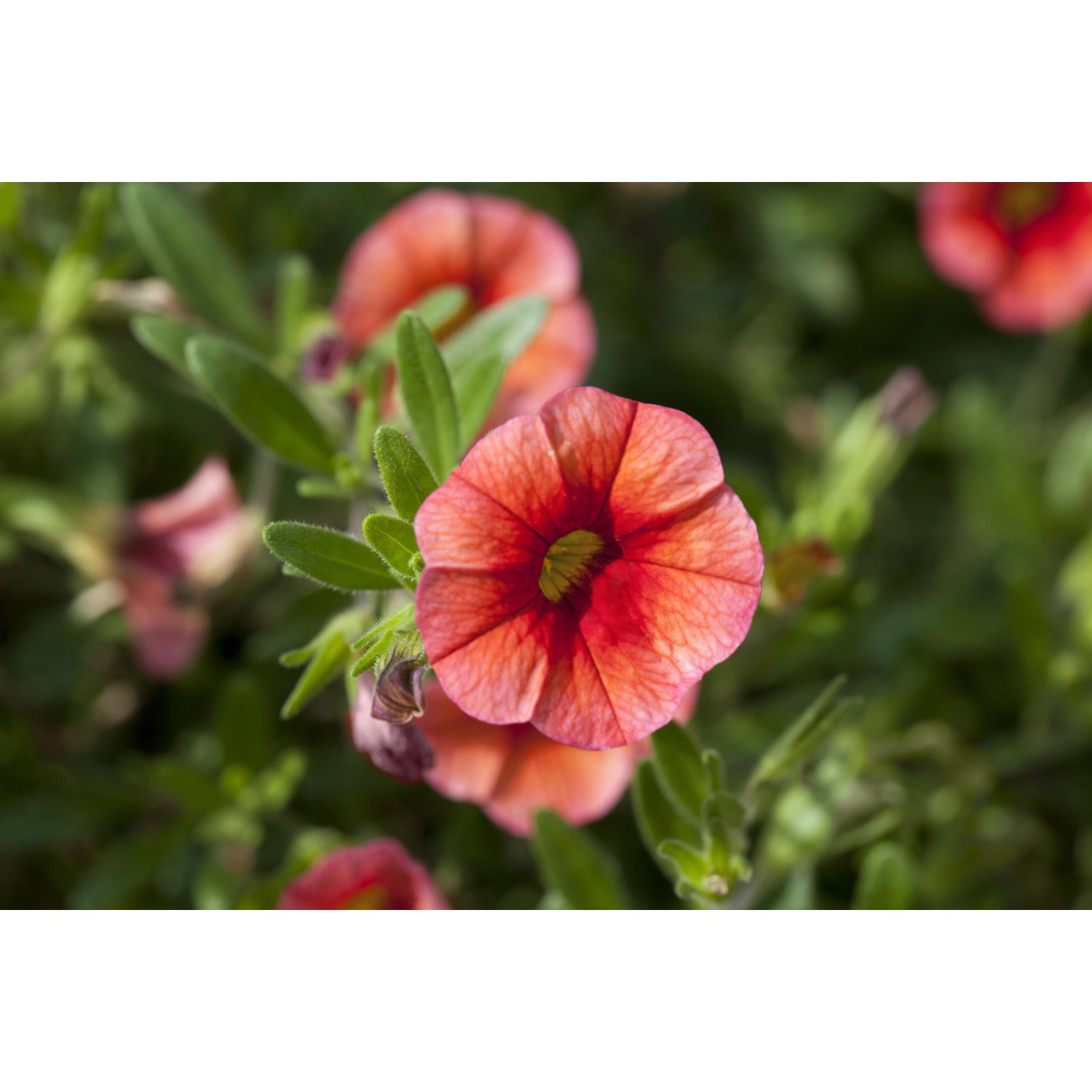 Nahaufnahme einer orangefarbenen Zauberglöckchen (Calibrachoa) Blüte im Topf.