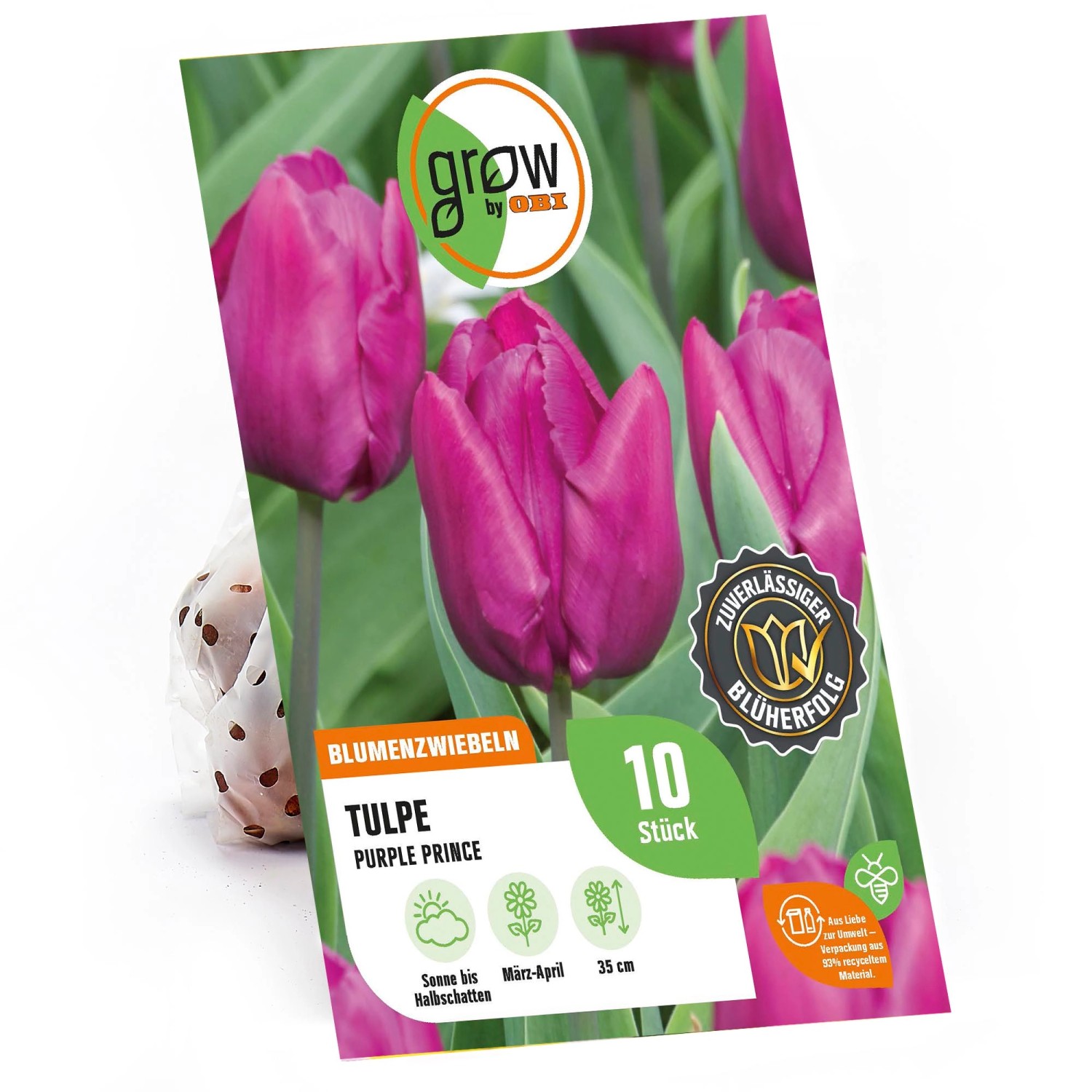 GROW by OBI Tulpe Purple Prince Purpur 35 cm Tulipa