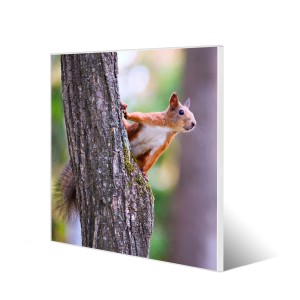 Banjado Magnettafel 50x50 mit Eichhörnchen-Motiv. Weiße Magnetwand für Notizen und Fotos.