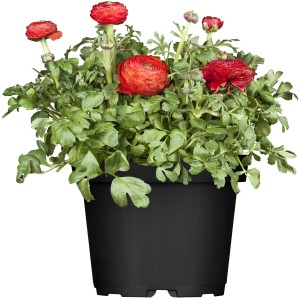 Ranunkel Mix im Topf, ca. 10-15 cm hoch, verschiedene Farben, ideal für Frühjahrsbepflanzung.