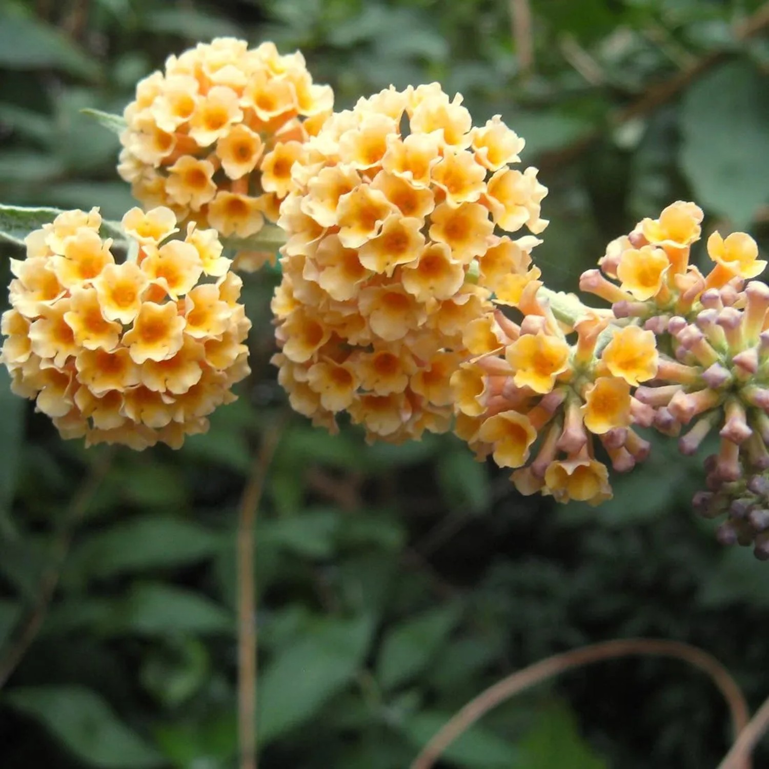 arborix Sommerflieder 'Sungold' Buddleja Weyeriana 40 Bis 60 Cm Im Container Gelbe Blüten