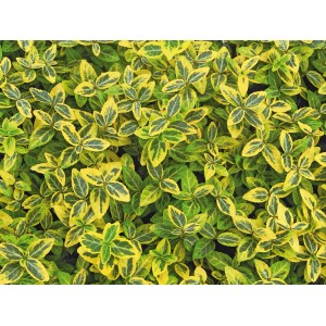 Spindelstrauch Euonymus fortunei mit grün-gelben Blättern im Topf, Detailaufnahme.