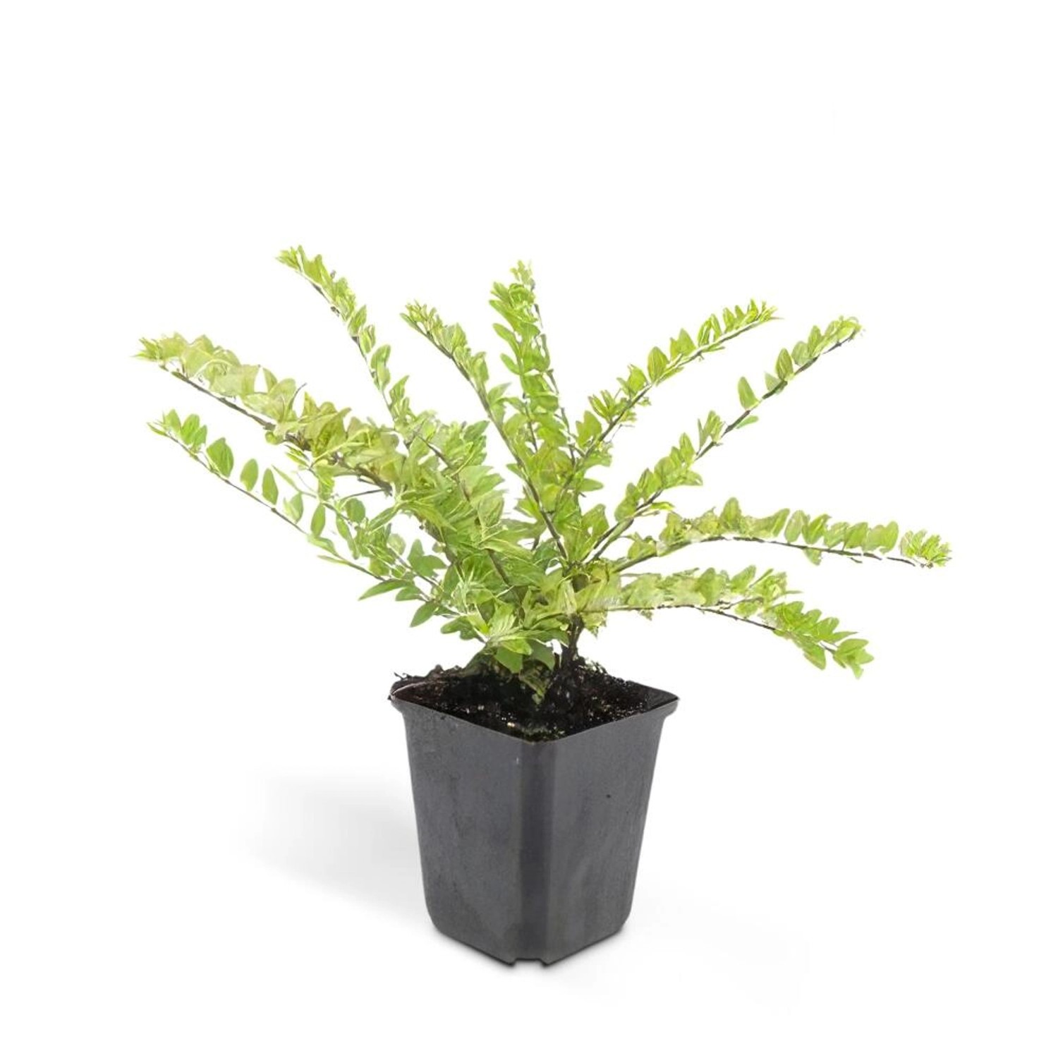 Exotenherz Bodendecker Heckenmyrthe Lonicera Nitida Maigrün 9cm Topf Set mi günstig online kaufen
