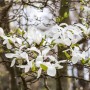 Blühende Japanische Magnolie Kobus mit weißen Blüten, Nahaufnahme.