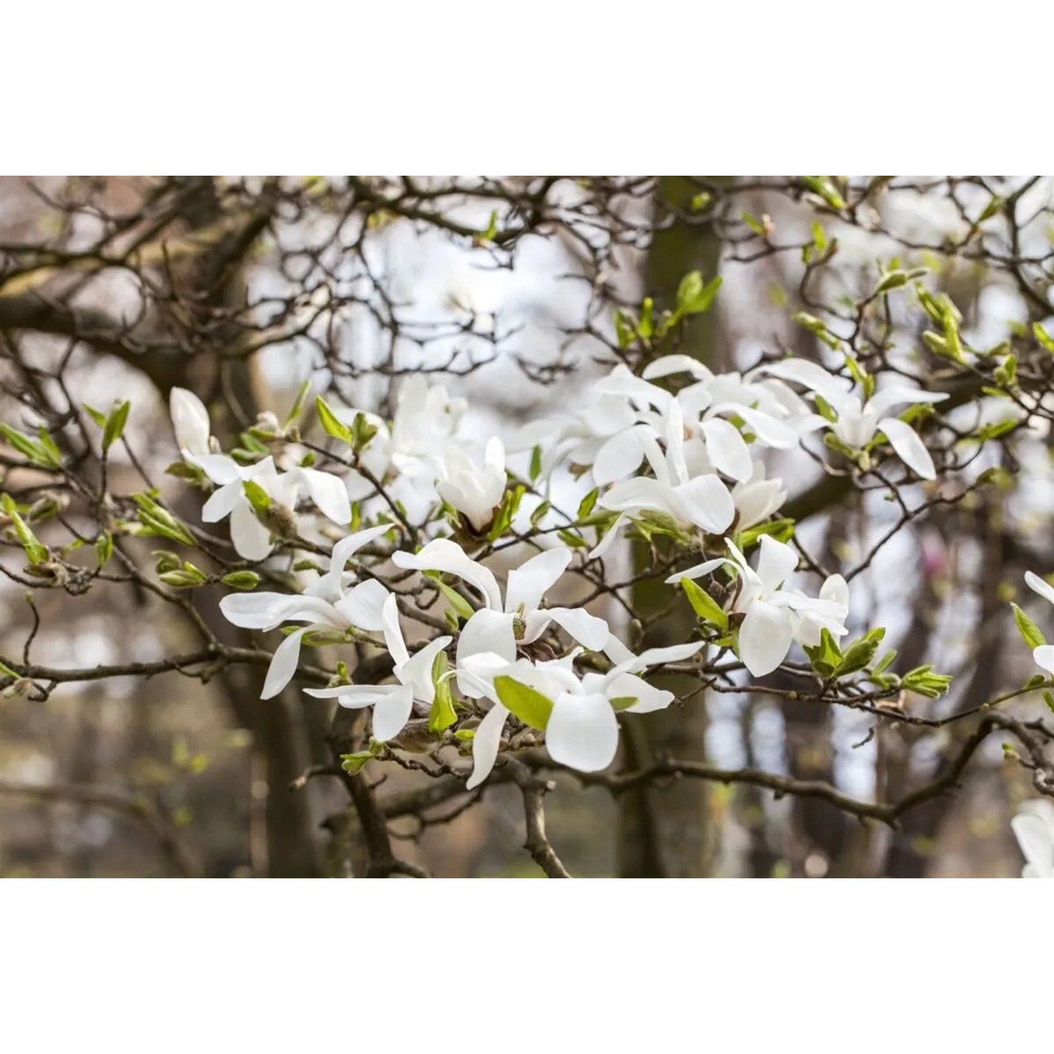 Blühende Japanische Magnolie Kobus mit weißen Blüten, Nahaufnahme.