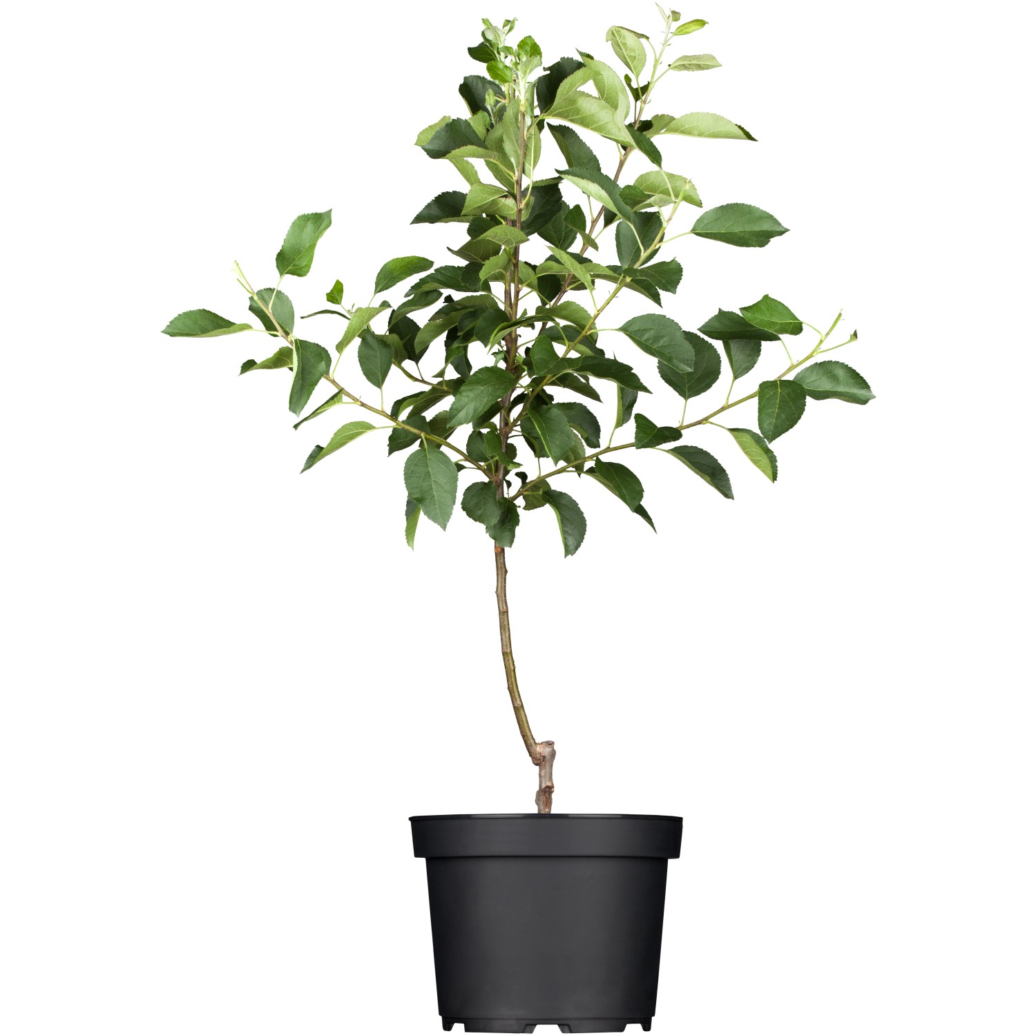 GROW by OBI Bio Herbstapfel Elstar Höhe ca. 120 - 140 cm Topf ca. 7 l günstig online kaufen