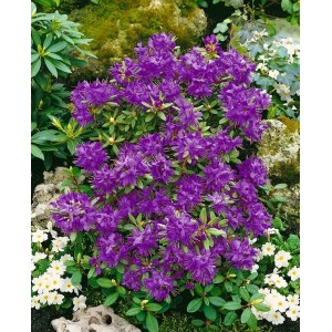 Blühender Rhododendron Hippophaeoides Blue Silver mit blau-violetten Blüten im Garten.