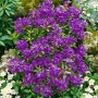 Blühender Rhododendron Hippophaeoides Blue Silver mit blau-violetten Blüten im Garten.