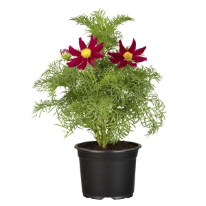 Schmuckkörbchen Rot im Topf, ca. 13 cm Ø, Stehpflanze mit roten Blüten.