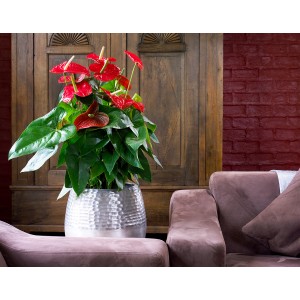 Rote Anthurie (Flamingoblume) im silberfarbenen Topf, Zimmerpflanze von GROW by OBI.