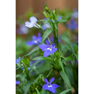 Männertreu 'Laura Blue Eye' im Topf: Blaue Lobelie mit grünen Blättern, ideal für Balkon und Beet.