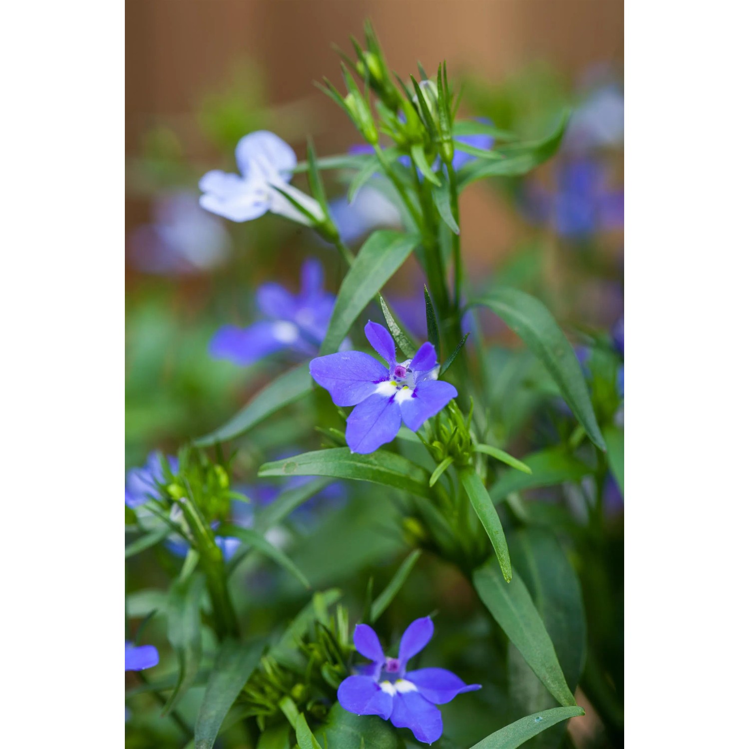 Männertreu 'Laura Blue Eye' im Topf: Blaue Lobelie mit grünen Blättern, ideal für Balkon und Beet.