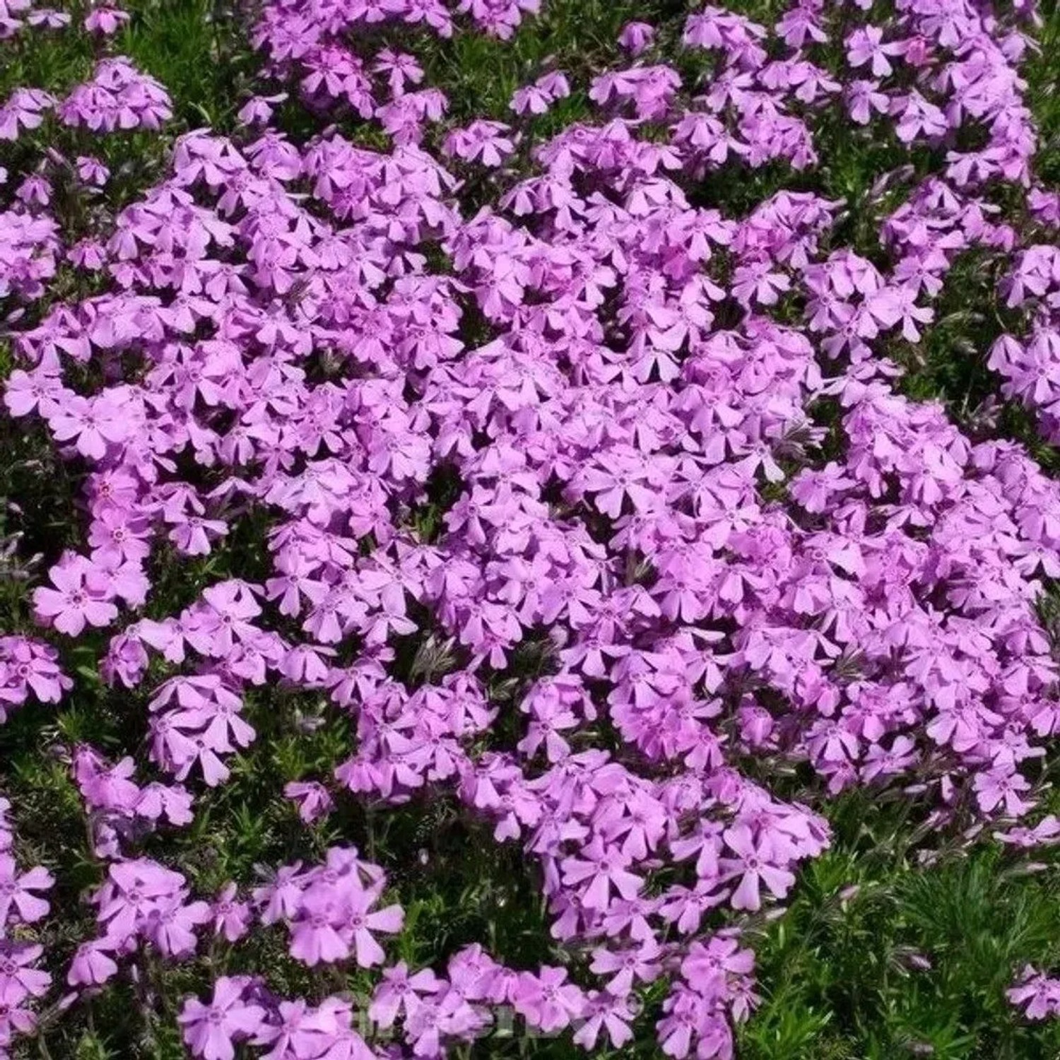 Vorsommer Plox Bill Baker - Phlox glaberrima