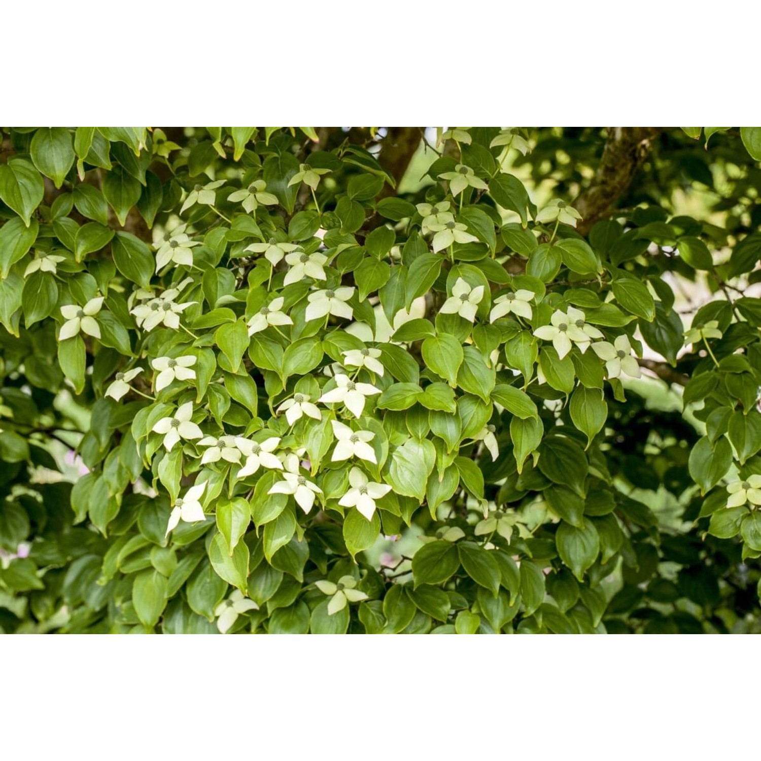 Cornus Kousa Chinensis Kreuzdame Chinesischer Blumen-Hartriegel 125–150 cm günstig online kaufen