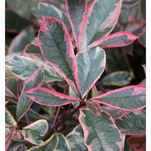 Nahaufnahme der Glanzmispel Pink Marble (Photinia fraseri) mit pinkfarbenen Blatträndern.