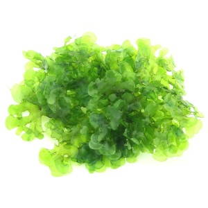 Dennerle Aquariumpflanze Süßwassertang (Lomariopsis lineata), grüne Vordergrundpflanze.