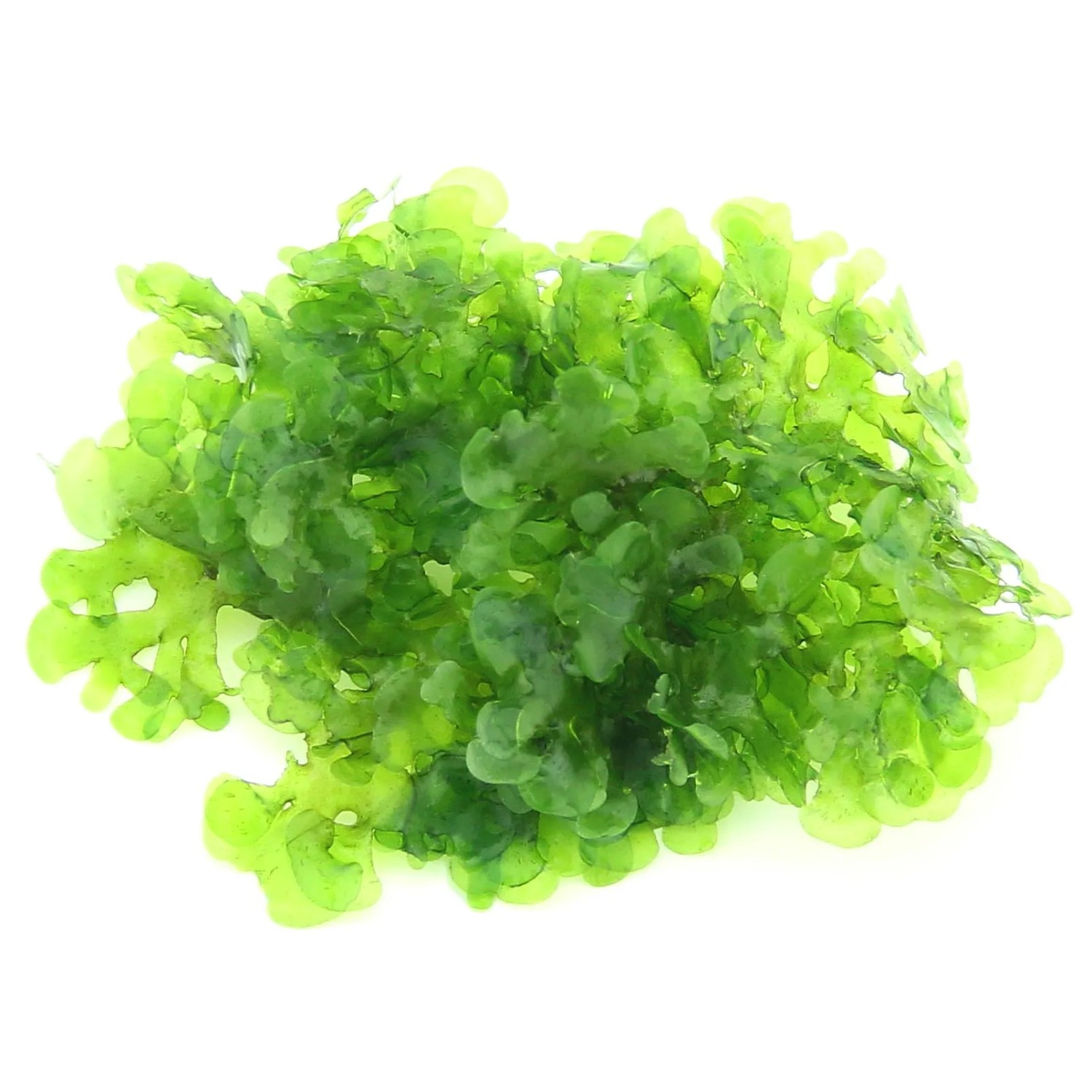 Dennerle Aquariumpflanze Süßwassertang Grün Lomariopsis,ineata