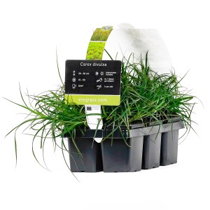 Westfälische Segge (Carex divulsa), 6er-Pack im Topf, Ziergras für Beet und Kübel, ca. 20-30cm hoch.