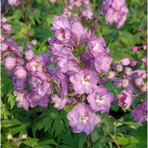 Nahaufnahme des Rittersporn Astolat mit zarten, lila Blüten im Gartenbeet.
