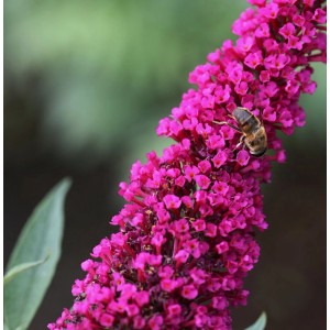 Nahaufnahme des Sommerflieders Royal Red mit einer Biene auf den Blüten.