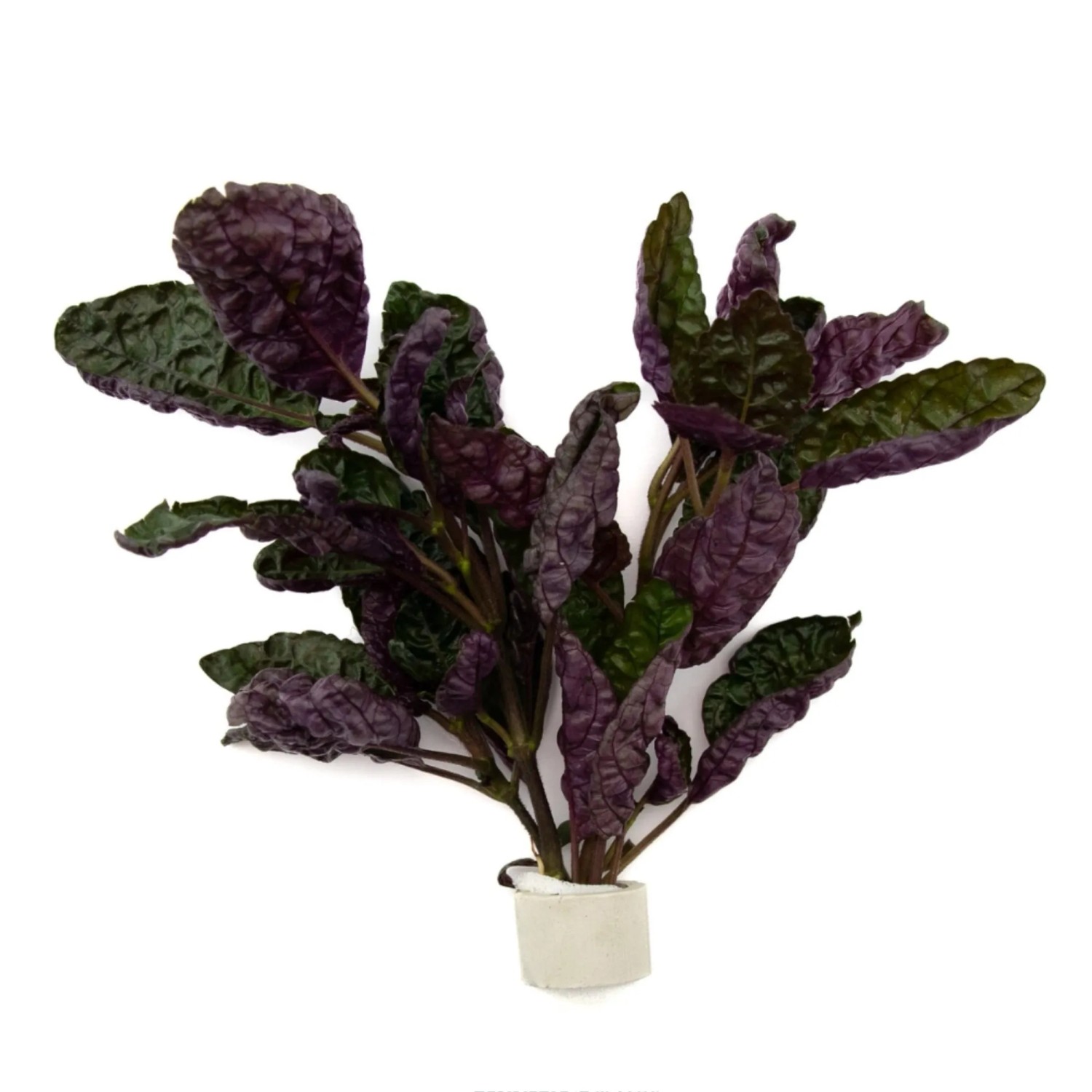 Noppenblatt Höhe ca. 10-30 cm Topf-Ø ca. 3,4 cm Hemigraphis alternata 'Exotica'