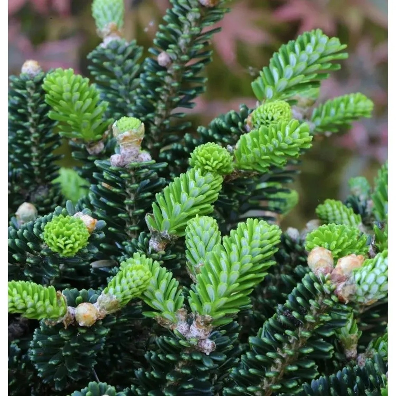 Koreatanne Oberon 40-50cm - Abies koreana