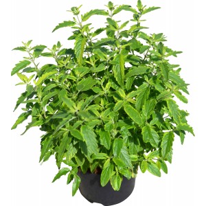 Bartblume 'Summer Sorbet' im Topf, grüngelbes Laub. Kompakte Gartenpflanze für sonnige Standorte.