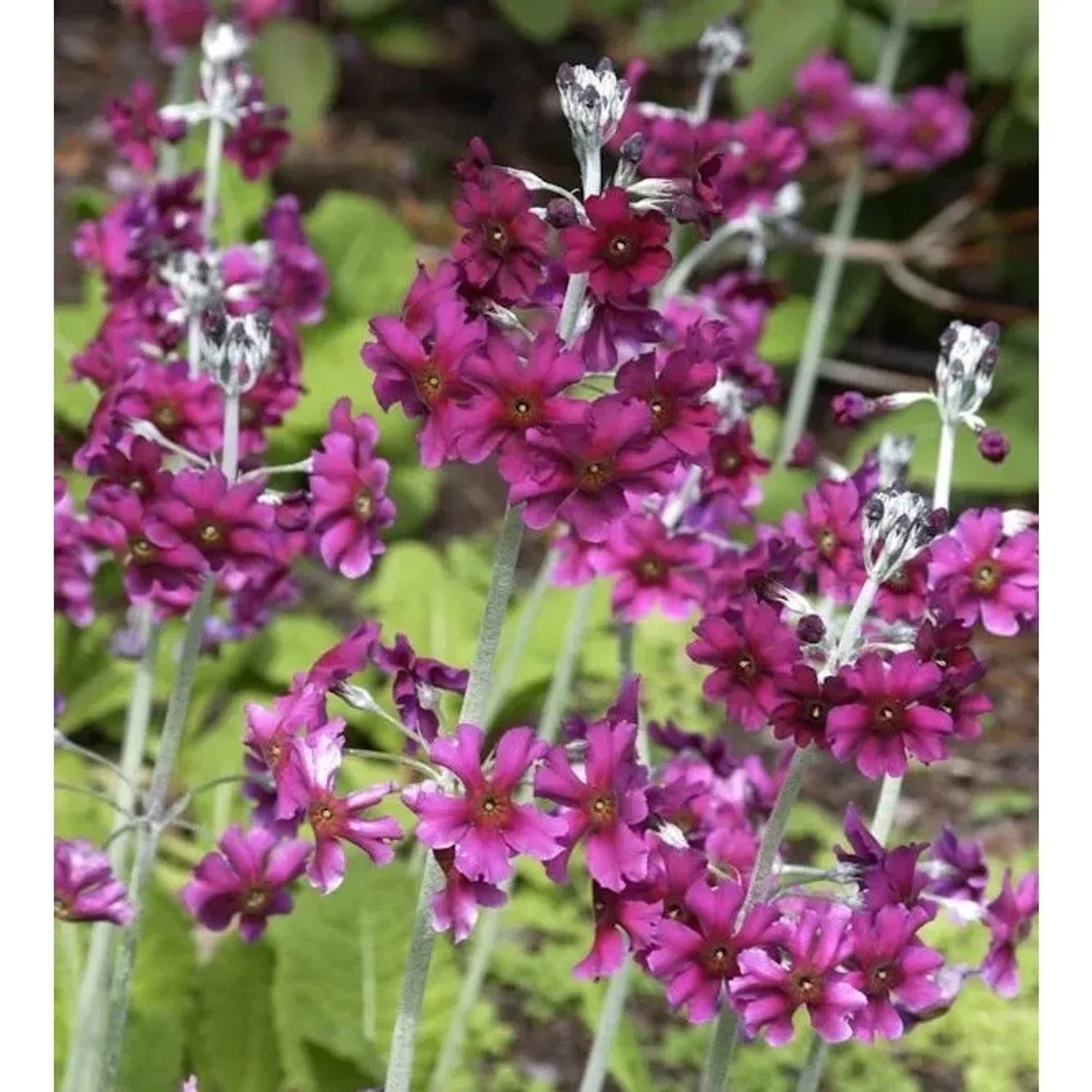 Primel Pulverulenta - Primula pulverulenta