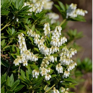 Blühendes Schattenglöckchen 'Prelude' (Pieris japonica) mit weißen Blüten und grünen Blättern.