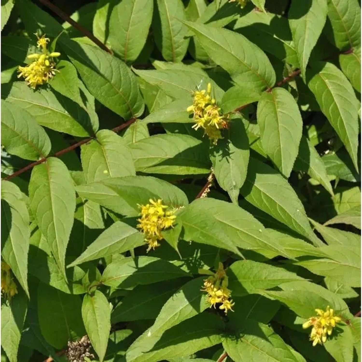 Amerikanische Weigelie 40-60cm - Diervilla splendens