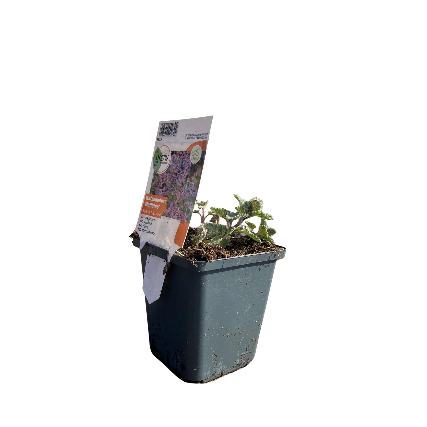 GROW by OBI Katzenminze Blau Topf-Ø ca. 9 cm x 9 cm Nepeta günstig online kaufen