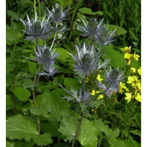 Alpen-Mannstreu (Eryngium alpinum) Staude mit bläulich-silbernen Blüten und grünen Blättern.