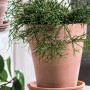 Deroma Alto Duo Pflanztopf, Ø 31 cm, Terrakotta, mit Pflanze.