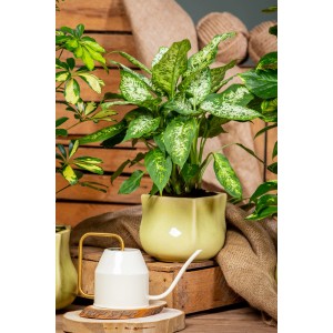 Dieffenbachie 'Maroba' im gelben Topf, ca. 75-100 cm hoch, Zimmerpflanze von GROW by OBI.