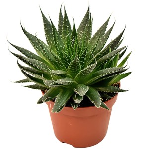 Aloe aristata Sukkulente im braunen Topf, ca. 10-15 cm hoch.